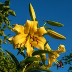 Ľalia ázijská (Lilium asiatic) ´MENORKA´ - 1 cibuľka v kvetináči, kont. C2L (žltá)